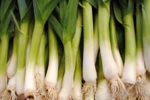 green garlic